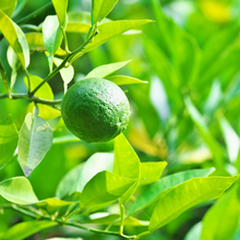 画像をギャラリービューアに読み込む, プチグレン /パウダーアロマ