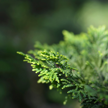 画像をギャラリービューアに読み込む, ヒノキ/パウダーアロマ